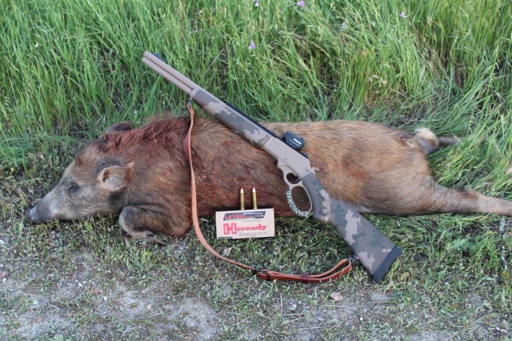 One of the problems with the California lead ban is availability of unleaded options, especially in older cartridges. Hornady’s LeveRevolution line with MonoFlex bullets solves the problem in some cartridges. Their 250-grain MonoFlex performed perfectly on this eatin’ size California porker!