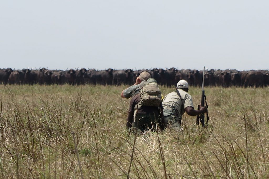 Buff in herd: The homogenous alloy bullets penetrate so well that we don’t use them much for buffalo hunting in large herds. Even on buffalo, exit wounds are likely, and it’s difficult to be certain the background is safe.