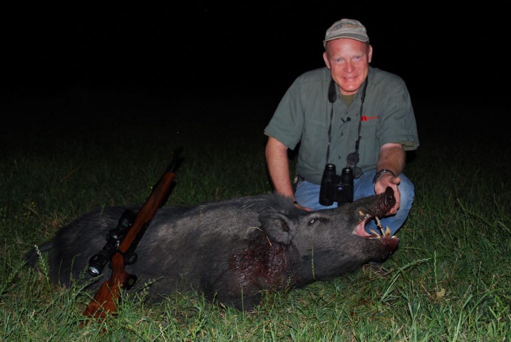 DSC_0634: Because of required action length, semiautomatic sporters in .30-06 are fairly uncommon. One of them is the Sauer 303, used to take this big Texas boar at last light.