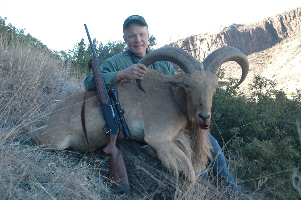 DSC_1037: Semiautomatic .308s are more common than .30-06 self-loaders. Browning’s BLR in both short and long-action is chambered to both. This big aoudad was taken with a left-hand short-action BLR in .308.