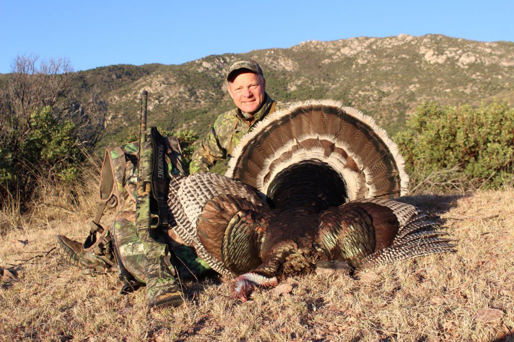 IMG_2933: A gorgeous Gould’s turkey, taken in northeastern Sonora with the left-hand Mossberg 500, using Winchester Long Beard 3-inch 12 gauge with No. 5 shot.