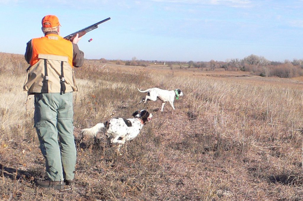 L1010207: On the day he won the Grand National Quail Hunt Boddington was slow and deliberate with his old pump gun. Here, a bird is down so he took his time to avoid risk of a miss!