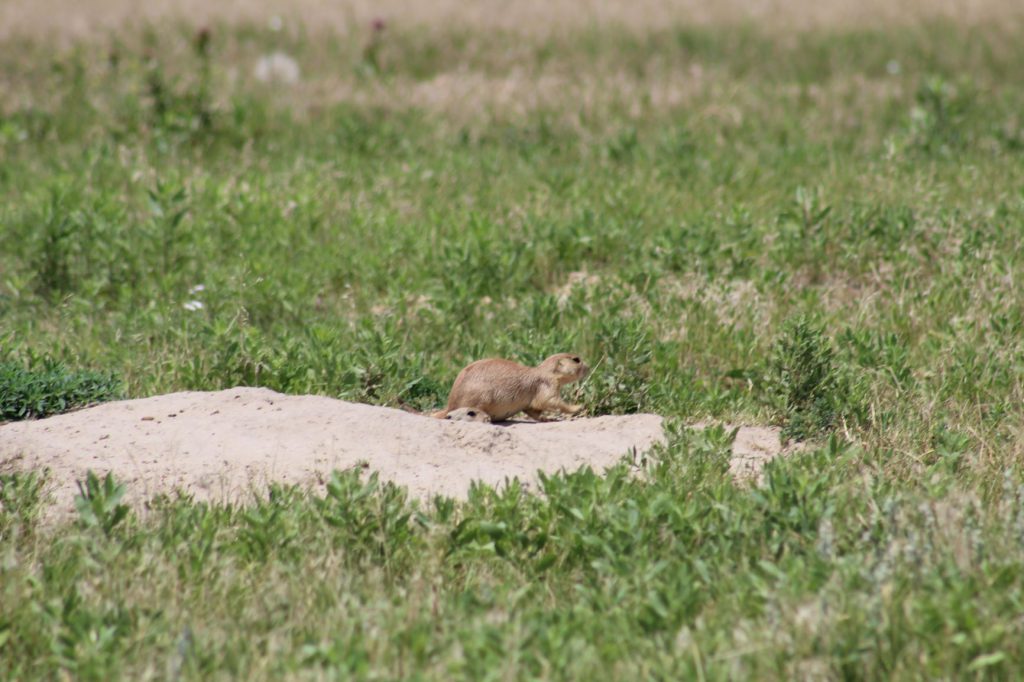 The faster .17s are adequate for game up to coyotes…but they’re all a lot of fun in a prairie dog town!