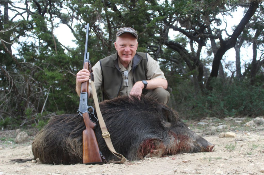 This Texas hog dropped in its tracks to a single 200-grain Hornady FTX from a vintage Winchester M71 in .348 Winchester. Like most M71s, this rifle is iron sights only…so the cartridge is more versatile than the rifle.