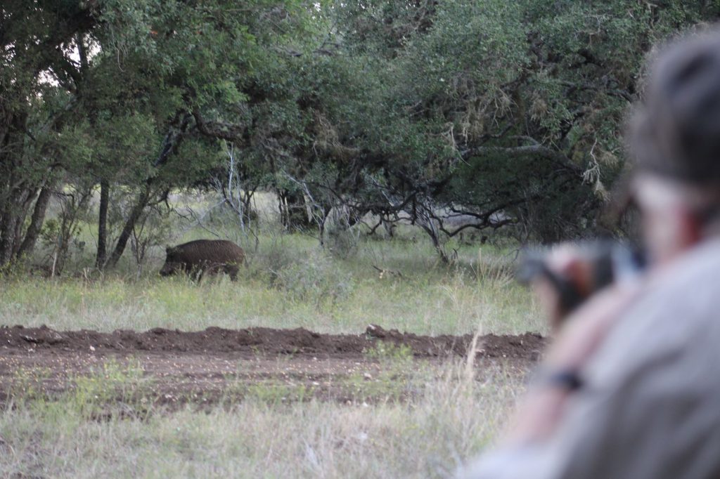 IMG_3672: Boddington is about to drop the hammer on a Texas hog with an open-sighted .30-30. Baiting is legal in Texas and there’s corn out, so a fairly close shot was most likely.