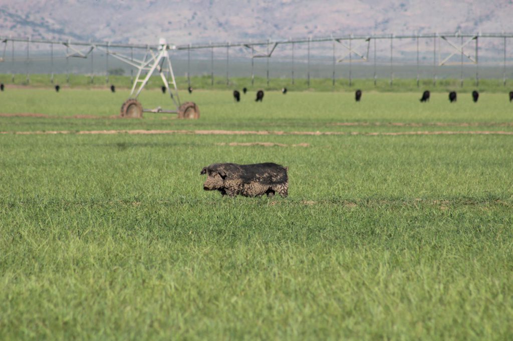 IMG_5165: A huge boar, amazingly at home under a big irrigation pivot. It’s rare to catch hogs in such open ground but when you do a versatile scoped rifle is far the best choice.