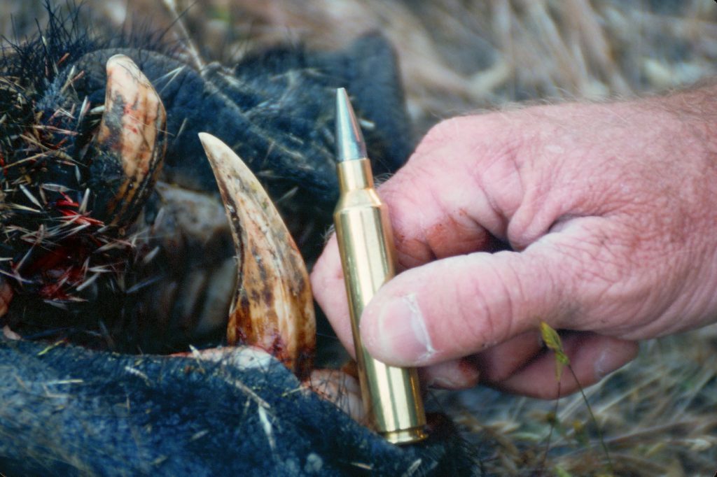 Tusker: The business end of a really good boar. Boddington doesn’t consider hogs especially dangerous, but boars are adept at using their tusks…and any pig is likely to be aggressive when wounded. It’s important to hit them right…and hard.