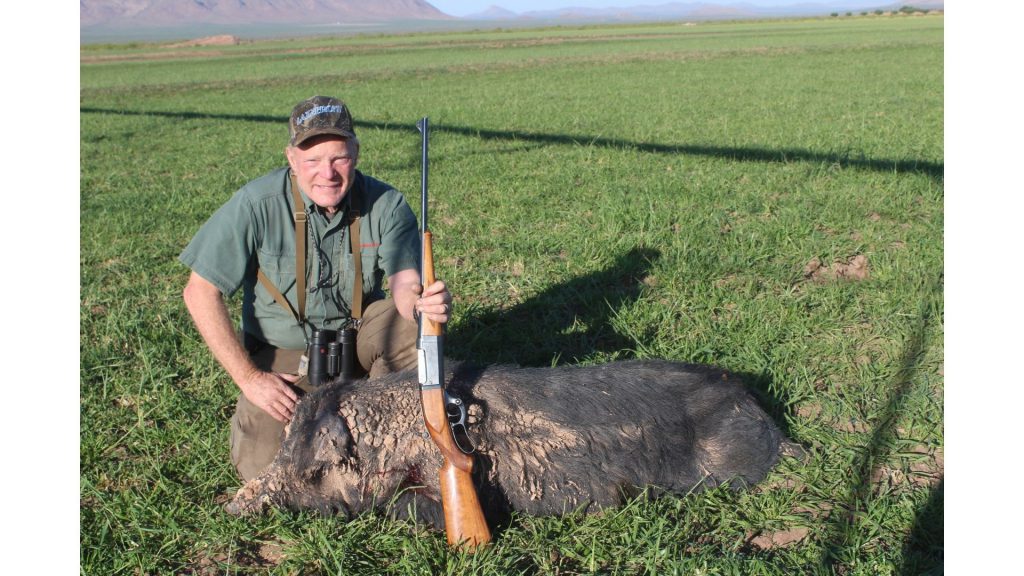 Boddington used his 1920 1899 Savage .250-3000 to drop this big boar.