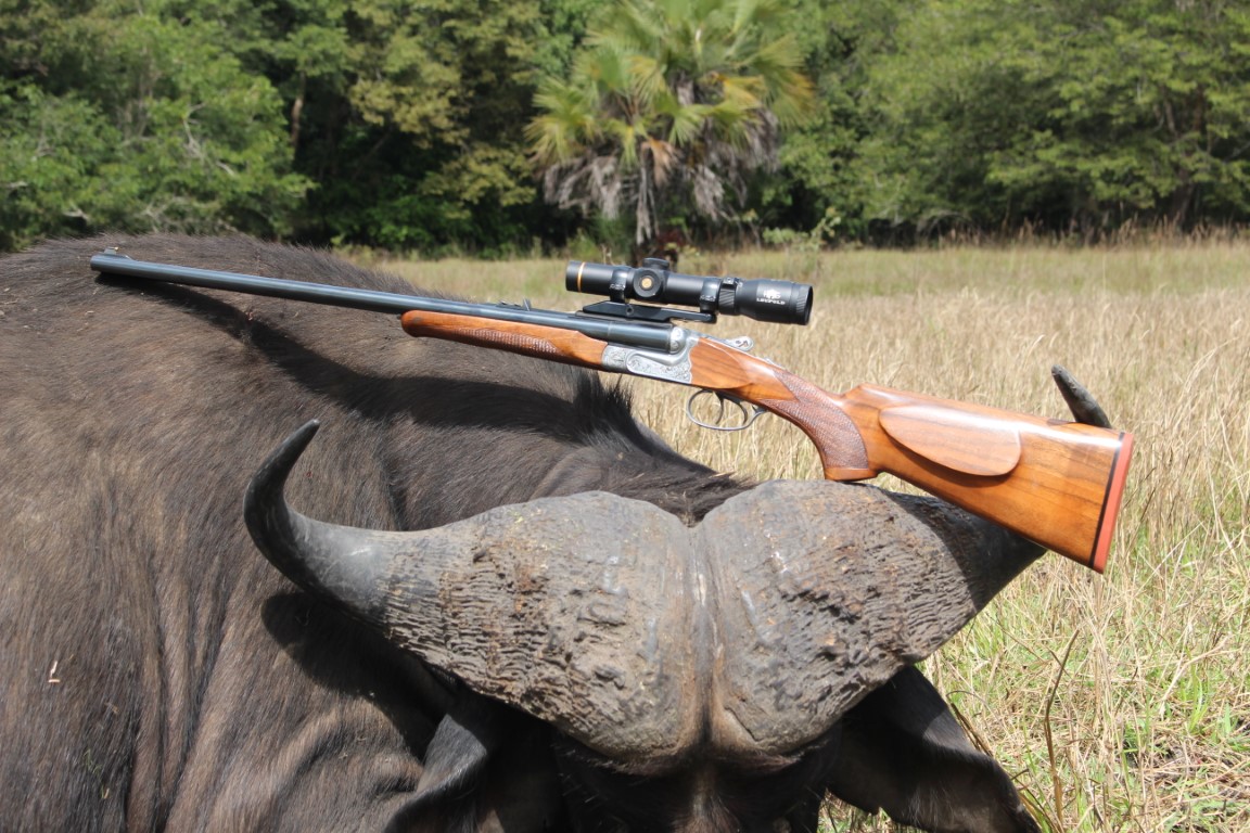 A heavy-bossed buffalo