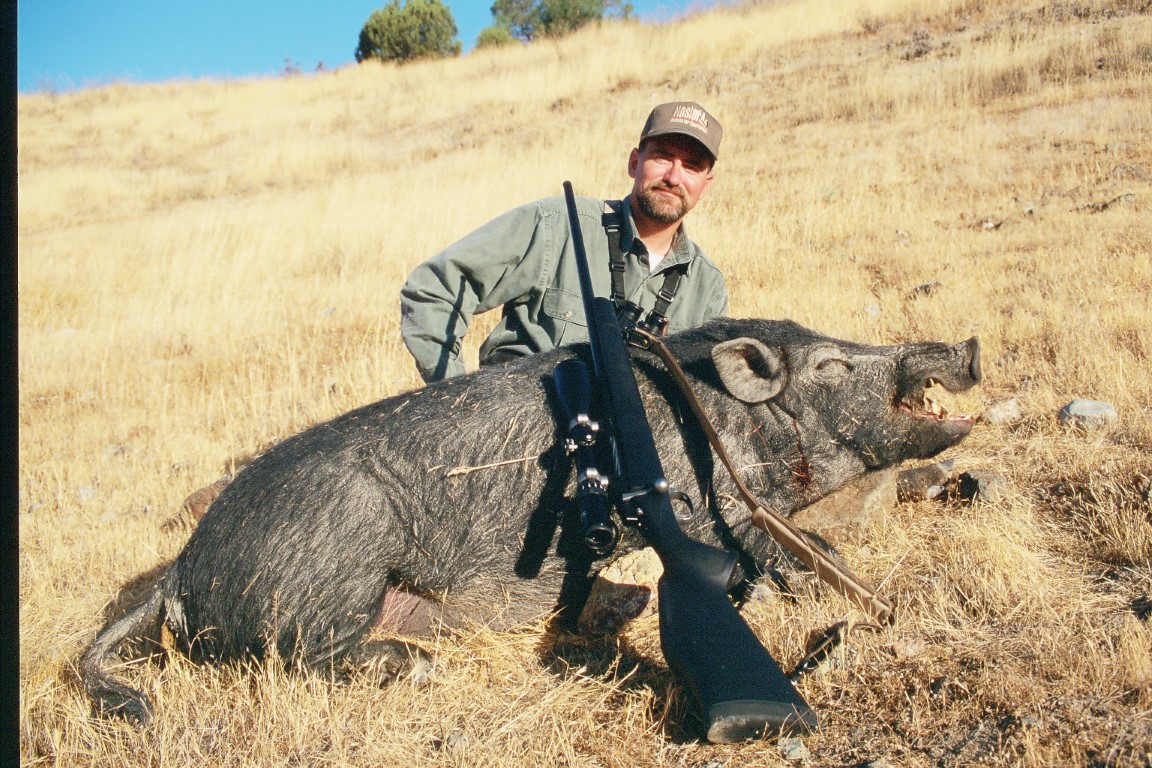 Greg Tinsley shot this fine California boar at daylight,