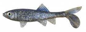Berkley Havoc Sick Fish, 3" Disco Shad 1289540