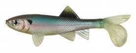Berkley Havoc Sick Fish, 3" Ghost Minnow 1289541