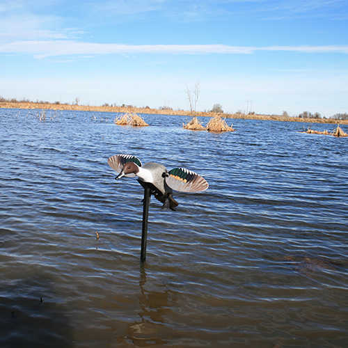 Mojo Decoys Elite Series Pintail Duck