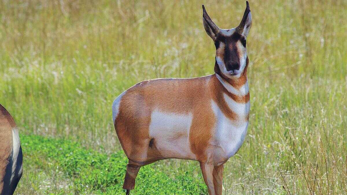 Montana Decoy Antelope Buck Model: 0003
