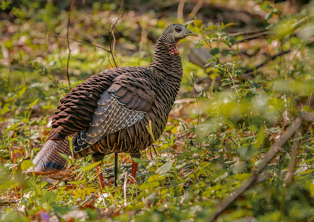 Avian X HDR Hen Decoy-img-1