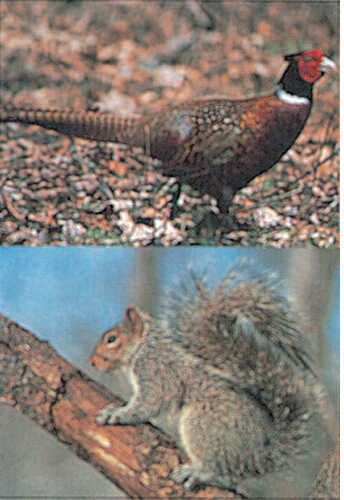 Delta Industries Inc. Tru-Life Western Series Small Game - Pheasant/Squirrel 70590
