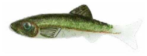 Renosky Lures Keystone Jig Minnow 1/16Oz .75" 1 Rig Emerald Shin Model: KJM116-ES