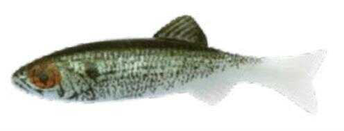 Renosky Lures Keystone Jig Minnow 1/8Oz 2" 1 Rig Shad Model: KJM118-SD