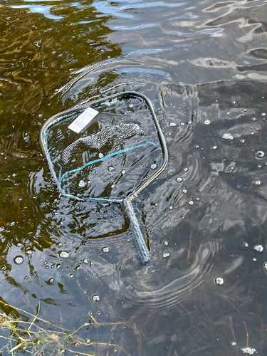 Fisher Landing Net Floatin Floating TT-LNJF-29-img-0