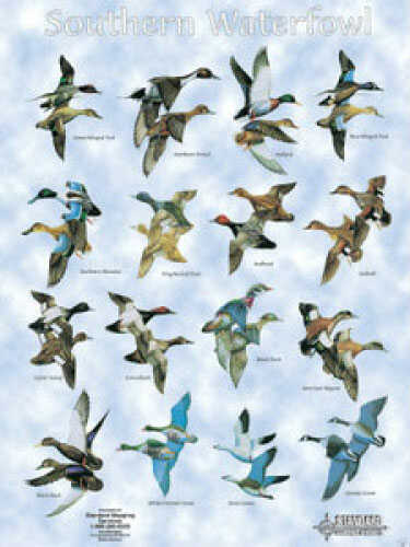 Standard Map Duck Chart Southern Water Fowl Md#: DC001