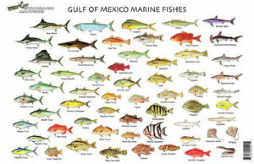 Standard Map Fish Chart Gulf Of Mexico Md#: FC001
