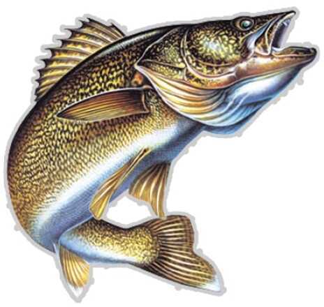 Rivers Edge Products Car Magnet Walleye 202