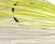 Strike King Lures Mini Spinnerbait 1/4oz Single Colorado Chartreuse/White Md#: MK-104G