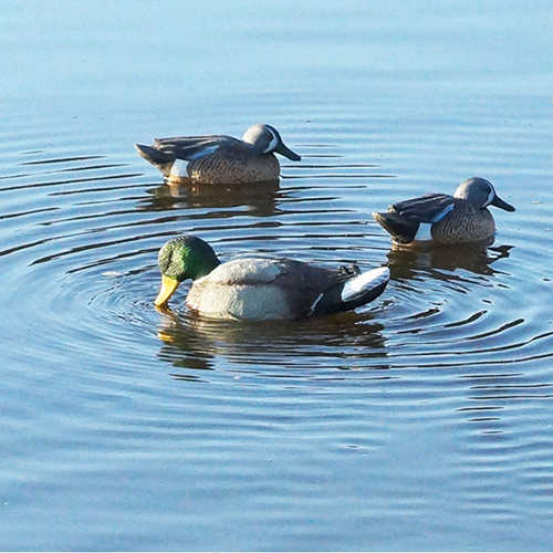 Mojo Decoys Rippler Mallard Drake-img-4