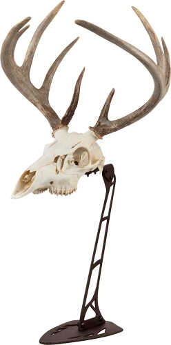 Allen Ez Mount Centerpiece Skull Stand Brown