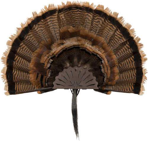 Allen Ez Mount Turkey Fan Display Brown-img-0