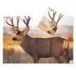 Birchwood Casey Eze-Scorer Mule Deer 23" x 35" 2 Targets 37482