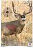 Birchwood Casey Pregame 16.5x24in Mule Deer 3 Pack
