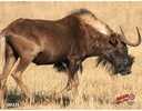 DuraMesh Archery Target Black Wildebeest 25 in. x 32 in.  