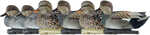 AvianX Top Flight Duck Decoys Gadwall 6 pk. 