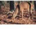 Delta Industries Inc. Tru-Life Eastern Series Large Game - Deer Finding 70505