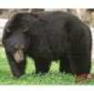 DuraMesh Archery Targets Black Bear 25 in. x 32 Model: DM202