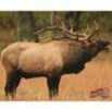 DuraMesh Archery Targets Elk 1 25 in. x 32 Model: DM206
