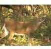 DuraMesh Archery Targets Whitetail 3 25 in. x 32 Model: DM221