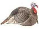 Hunter Specialties Hunters Strut-Lite Jake Turkey Decoy Model: 100003