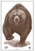 Action Target Alaska State Parks Bear Target 23"x35" 100 Per Box  