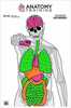 Action Target Anatomy Training Target Multi Color 23"x35" 100 Per Box Gs-anatomy-100