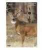 Birchwood Casey Pregame Target With Visible Vitals Deer 16.5x24 3 Targets 35401