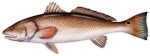 Salty Bones / Advanced Graphics /Advanced Profile Fish Decal 13-3/4in X 4-3/4in Redfish Md#: BPF2477