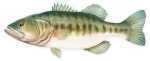 Salty Bones / Advanced Graphics /Advanced Profile Fish Decal 13-3/4in X 4-3/4in Bass Md#: BPF2482