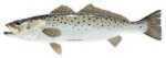 Salty Bones / Advanced Graphics /Advanced Profile Fish Decal 13-3/4in X 4-3/4in Speckled Trout Md#: BPF2501