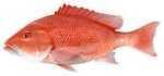 Salty Bones / Advanced Graphics /Advanced Profile Fish Decal 13-3/4in X 4-3/4in Red Snapper Md#: BPF2505