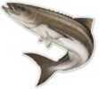 Salty Bones / Advanced Graphics /Advanced Action Fish Decal 5-1/2in X 7in Cobia Md#: ED2502SB