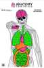Action Target Inc Gs-Anatomy-100 Anatomy Training Paper 23" X 35" Silhouette/Vitals 100