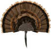 Allen Ez Mount Turkey Fan Display Brown